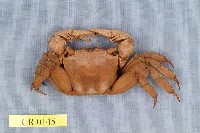 藏品(褶痕擬相手蟹)的圖片